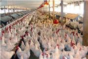 در 20 روز آینده 3 پروژه تولید مرغ مادر گوشتی تربت حیدریه به بهره برداری می رسد