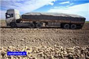 پیش‌بینی برداشت148 هزار تن چغندر قند از مزارع بخش رخ تربت حیدریه