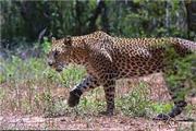 بخش اصلی منطقه شکار ممنوع بزمای خراسان رضوی در شهرستان رشتخوار واقع است