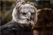 عقاب هارپی در حادثه‌ای بسیار نادر به یک زن گردشگر حمله کرد، اما علت چه بود؟