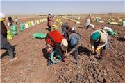 آغاز برداشت سیب زمینی از سطح 1500 هکتار مزارع تربت حیدریه