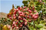 کاهش20 درصدی میزان تولید پسته در تربت‌حیدریه