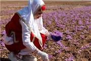 خرید توافقی زعفران در برنامه امسال دولت