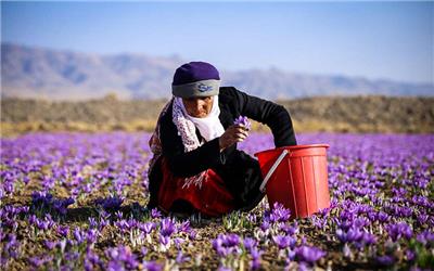 بدهی دولت به زعفرانکاران خراسان رضوی فردا تصفیه می‌شود