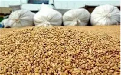 توزیع بیش از4500 تن خوراک دام میان دامداران بخش رخ تربت حیدریه