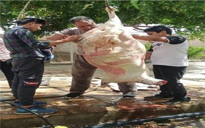 ذبح30 راس گوسفند برای کمک به نیازمندان توسط خیران اهل سنت بخش رخ