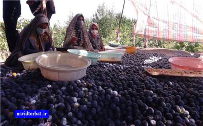 روز مزرعه آلو در کدکن تربت حیدریه برگزار شد
