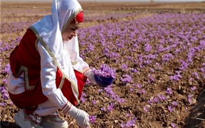 ماندگاری گردشگران با برگزاری تورهای گردشگری زعفران در منطقه تربت حیدریه