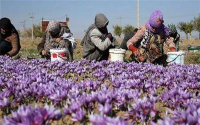 زعفران‌کاران شهرستان خواف و نارضایتی از نرخ خرید حمایتی