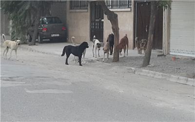 گزارشی از تبدیل تربت حیدریه به جولانگاه سگ‌های ولگرد و خطرات ناشی از آن