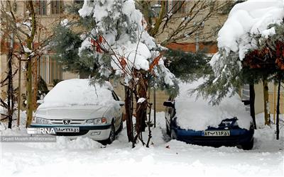 تصاویر: گونه های مختلف پرندگان در «شیراز»