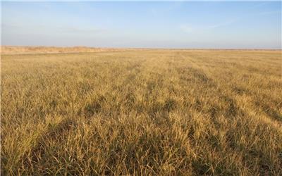 سرمازدگی به مزارع غلات شهرستان رشتخوار خسارت وارد کرد