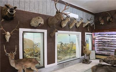 بازدید بیش از 5 هزار نفر از 12 موزه تاریخ طبیعی خراسان رضوی