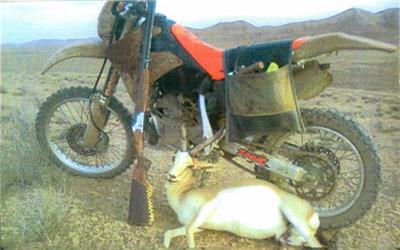 سه گروه موتوری شکار آهو در خواف دستگیر شدند