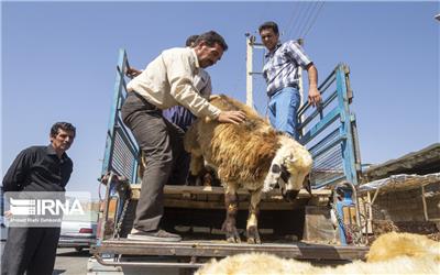 تشدید خشکسالی دامداران تربت حیدریه وادار به فروش دامهای خود نموده