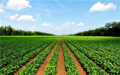 سرمایه‌گذاری 400 میلیارد تومانی در توسعه کشاورزی تربت‌حیدریه