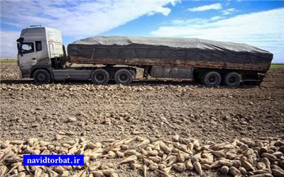 پیش‌بینی برداشت148 هزار تن چغندر قند از مزارع بخش رخ تربت حیدریه