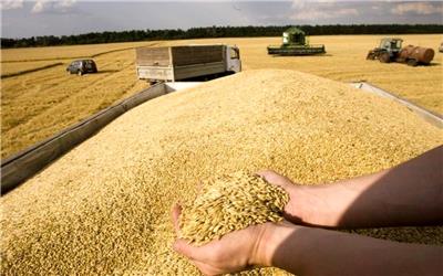 خرید بیش از چهار هزار تن گندم از کشاورزان تربت‌حیدریه