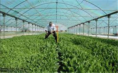 15 هکتار از اراضی بخش رخ تربت حیدریه زیر کشت نشایی چغندرقند رفت