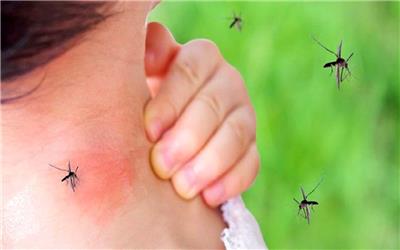 سفر  و آبهای راکد مهمترین عامل انتقال تب دنگی است