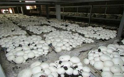 تولید سالانه بیش از 400 تن قارچ در تربت حیدریه