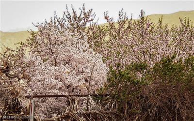 خسارت 158 میلیارد تومانی سرمای بهاره باغداران و کشاورزان تربت حیدریه