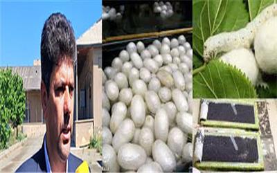 توزیع 18 هزار جعبه تخم نوغان شرق کشور توسط اداره نوغان تربت‌حیدریه