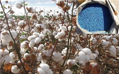 پنج و نیم تن بذر پنبه مقاوم به کم آبی در تربت‌حیدریه توزیع می شود