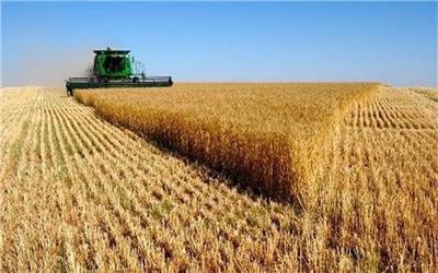 پیش‌بینی برداشت 45 هزار تن غلات از مزارع تربت حیدریه