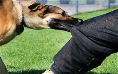 افزایش نگران کننده حیوان گزیدگی در تربت حیدریه