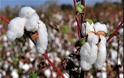 قیمت پایین وش‌پنبه مشکل اصلی پنبه کاران تربت حیدریه