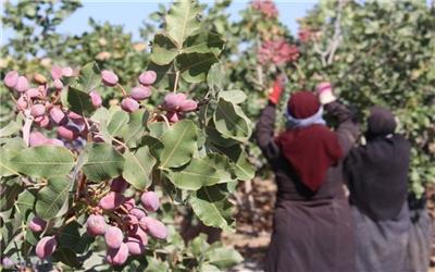 آغاز برداشت پسته از سطح 2500هکتار باغات تربت حیدریه