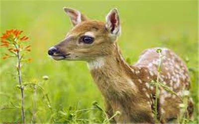 کشف چهار راس بره آهوی زنده در تربت‌حیدریه