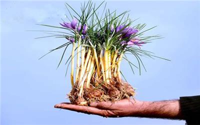 عرضه پیاز زعفران غیراستاندارد در تربت‌حیدریه