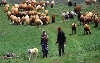 اختصاص 165میلیارد ریال تسهیلات پرواربندی به دامداران تربت‌حیدریه