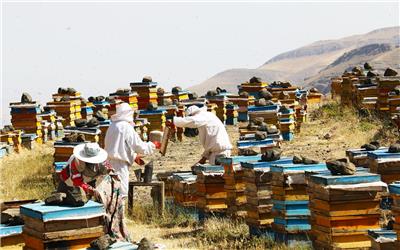 زنبورستانهای تربت حیدریه سر شماری می شوند