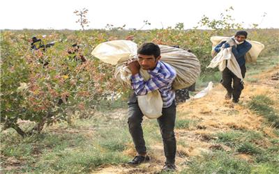 تجارت پسته رُشتخوار در دست تجار افغانستانی