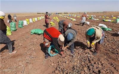 آغاز برداشت سیب زمینی از سطح 1500 هکتار مزارع تربت حیدریه