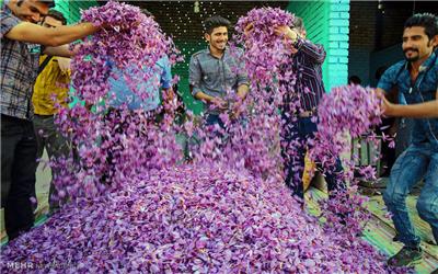 خرید و فروش روزانه 1.5 تن گل زعفران در بازار تربت‌حیدریه