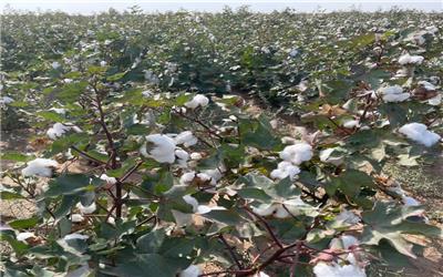 آغاز برداشت پنبه از سطح 250هکتار اراضی کشاورزی تربت حیدریه