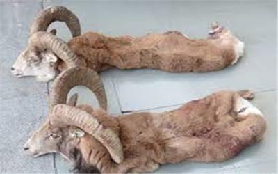 کشف سلاح و لاشه چند رأس قوچ وحشی از شکارچیان غیرمجاز