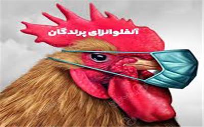 مؤسسه پاستور فرانسه: آنفلونزای پرندگان درصورت جهش، می‌تواند همه‌گیری شدیدتر از کرونا ایجاد کند