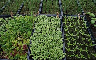 ایجاد مزارع الگویی گیاهان دارویی کم‌آب در تربت‌حیدریه