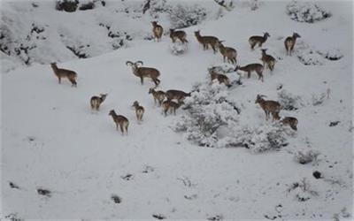 هشدار محیط زیست درباره ورود حیات وحش به مناطق مسکونی