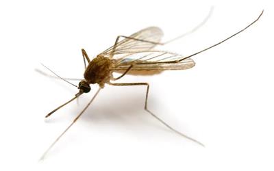 ابتکار عجیب دانشمندان: استفاده از نیش پشه برای چاپ سه‌بعدی با دقتی فوق‌العاده