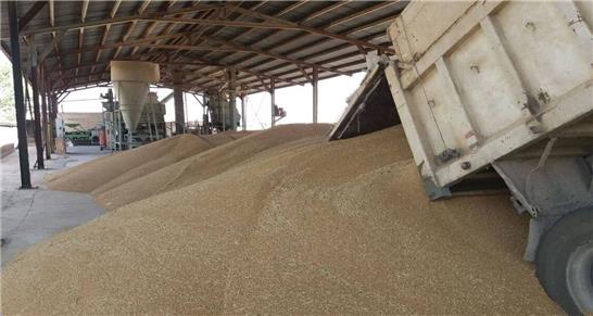 خرید بیش از 16 هزار تن گندم مازاد بر نیاز از کشاورزان تربت حیدریه