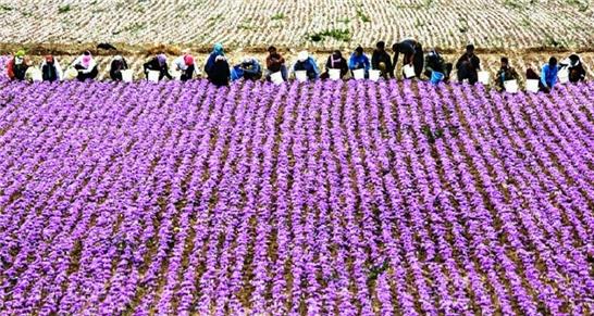 آغاز برداشت زعفران از سطح 9 هزارو 200هکتار اراضی تربت حیدریه