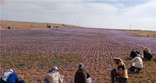 تهدیدات اقلیمی مهمترین چالش حوزه زعفران خراسان رضوی