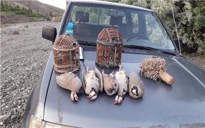 تعدادی پرنده شکاری در تربت حیدریه کشف شد