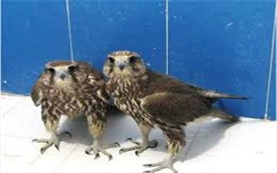 3 پرنده شکاری قاچاق در تربت حیدریه کشف شد